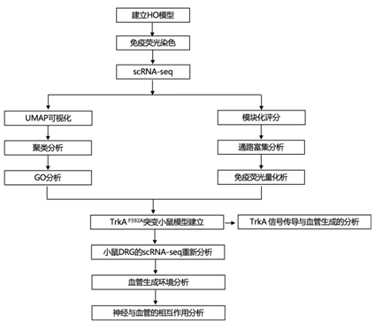 文献解读|Bone Res（13.362）：神经元到血管信号传导是软组织创伤后异