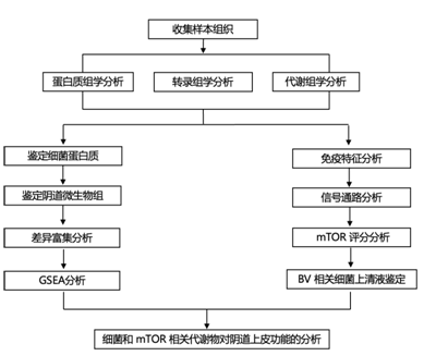 文献解读|Cell Rep（9.995）：阴道上皮功能障碍由微生物组、代谢组和 