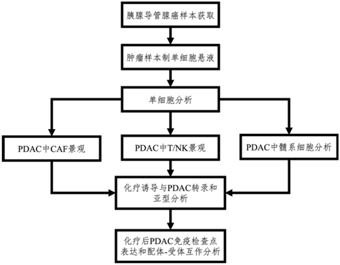 文献解读|Nat Commun（17.694）：单细胞RNA测序揭示化疗对人胰腺