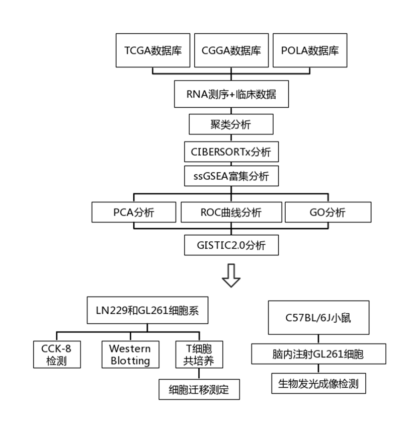 文献解读|EBioMedicine（8.143）：人类少突胶质瘤的免疫学特征定义