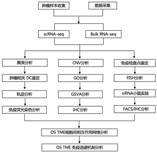 文献解读|Bone Res（13.362）：在单细胞水平表征肿瘤微环境揭示了骨肉