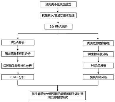 文献解读|Int J Oral Sci（24.897）：全身性抗生素会增加微生物