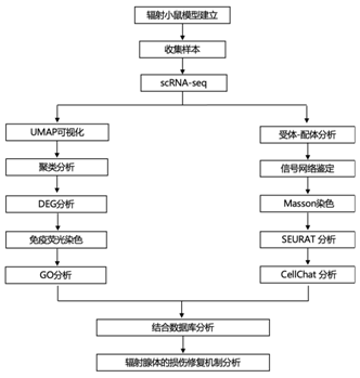 文献解读|iScience（6.107）：评估长期受辐射的腮腺中的转录景观和细胞