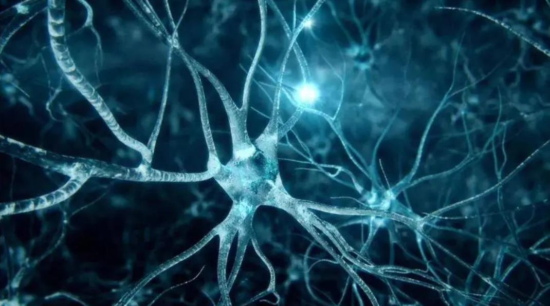 文献解读|Nat Commun（16.6）：响应高原缺氧的全身组织转录调控的时间