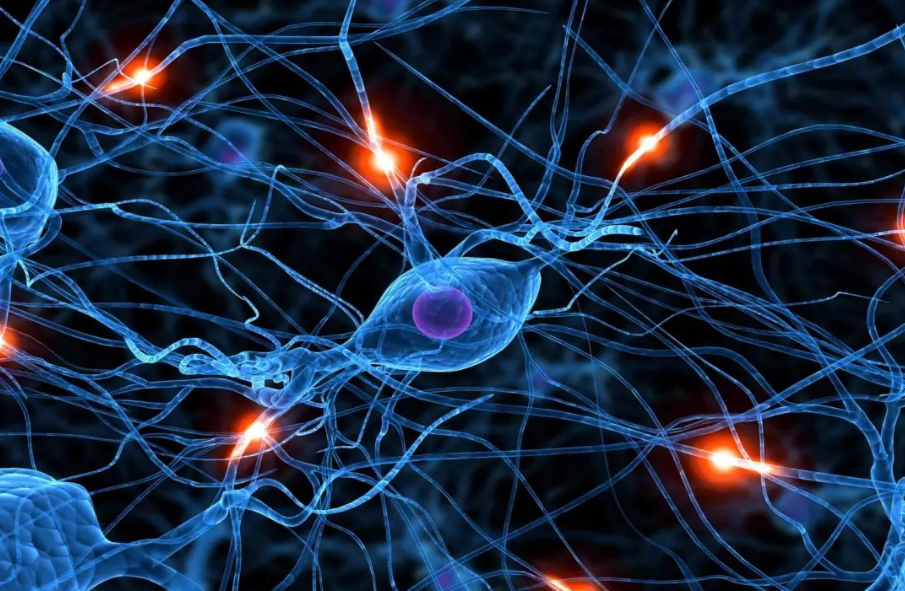文献解读|Sci Immunol（24.8）：鼻细胞图谱揭示簇状细胞的异质性及其