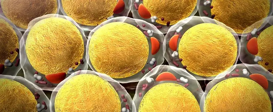 文献解读|Cell Metab（27.7）：揭示与肥胖代谢健康相关的脂肪群体