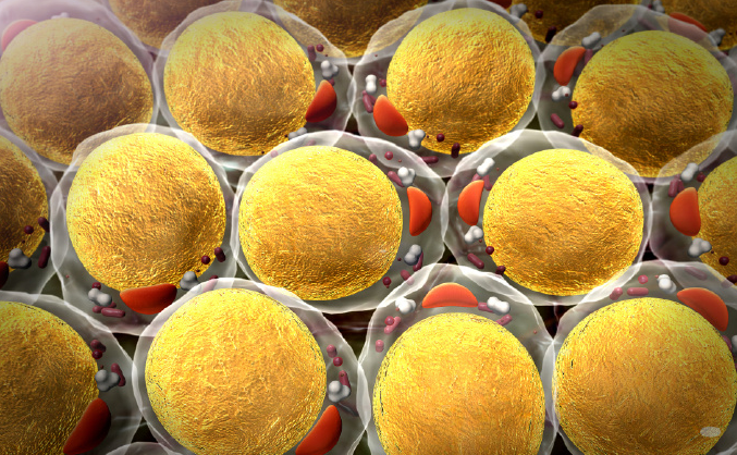 文献解读|Nature（48.5）：肥胖和减肥中脂肪微环境的选择性重塑