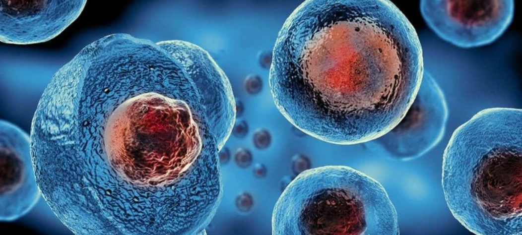 文献解读|Cell（42.5）：妊娠和哺乳期间肝细胞代谢适应