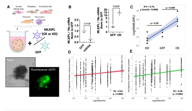 322 例青年冠脉尸检：蛋白质组+RNA-seq 画出动脉粥样硬化早期分子轨迹