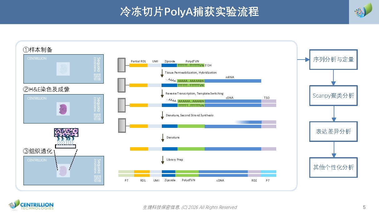Sequoia HD空间转录组解决方案_2026(2)_Page5.jpg